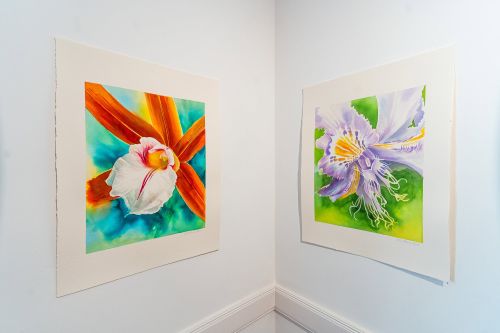 flor d'alma